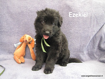 Ezekiël, zwarte ODH reu, 5 weken jong